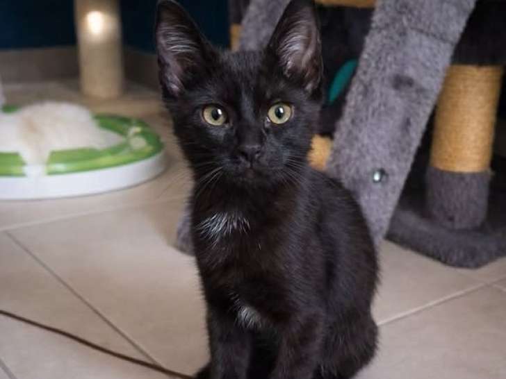 Mercredi, chatonne à adopter en association