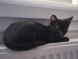 Mercredi, chatonne à adopter en association
