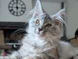 Chatons Maine Coon LOOF à vendre (2 femelles)