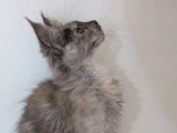 Chatons Maine Coon LOOF à vendre (2 femelles)