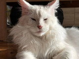 Chatons Maine Coon LOOF à vendre (2 femelles)