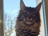 Chatons Maine Coon LOOF à vendre (2 femelles)