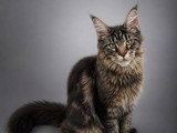 Chaton femelle Maine Coon brown blotched tabby LOOF à vendre