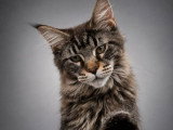 Chaton femelle Maine Coon brown blotched tabby LOOF à vendre