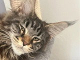 Chaton femelle Maine Coon brown blotched tabby LOOF à vendre