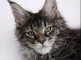 Chaton femelle Maine Coon brown blotched tabby LOOF à vendre