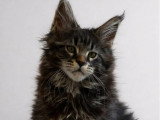 Chaton femelle Maine Coon brown blotched tabby LOOF à vendre