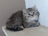3 chatons British Longhair femelles nés en mai 2026 LOOF à vendre
