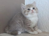 3 chatons British Longhair femelles nés en mai 2026 LOOF à vendre