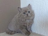 3 chatons British Longhair femelles nés en mai 2026 LOOF à vendre