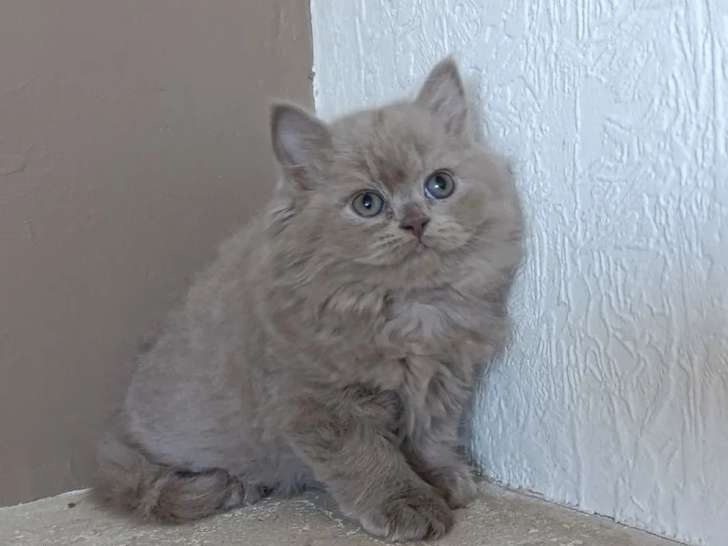 3 chatons British Longhair femelles nés en mai 2026 LOOF à vendre
