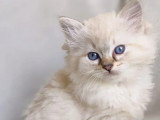 Deux chatons Ragdoll LOOF nés avril 2026 à vendre