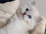 Deux chatons Ragdoll LOOF nés avril 2026 à vendre