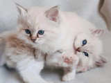 Deux chatons Ragdoll LOOF nés avril 2026 à vendre