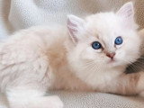 Deux chatons Ragdoll LOOF nés avril 2026 à vendre