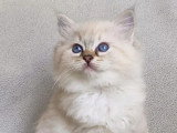 Deux chatons Ragdoll LOOF nés avril 2026 à vendre