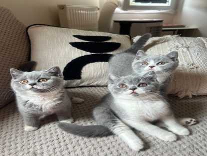 Chatons British Shorthair à vendre (2 femelles & 1 mâle)