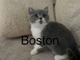 Chatons British Shorthair à vendre (2 femelles & 1 mâle)