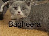 Chatons British Shorthair à vendre (2 femelles & 1 mâle)