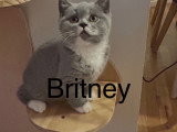 Chatons British Shorthair à vendre (2 femelles & 1 mâle)