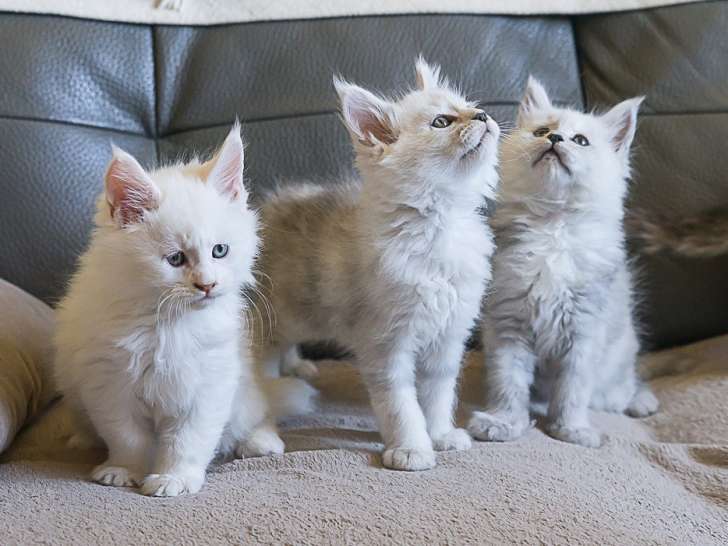 Chatons Maine Coon shaded à vendre