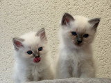 Chatonnes Sacré de Birmanie LOOF à vendre