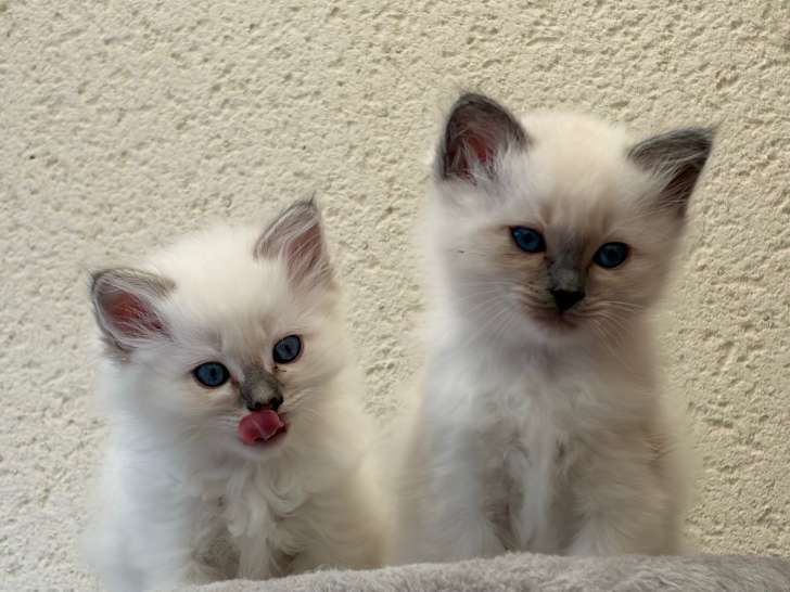 Chatonnes Sacré de Birmanie LOOF à vendre