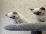 Chatonnes Sacré de Birmanie LOOF à vendre