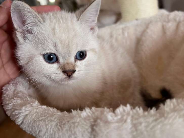 Chatons Scottish Fold et Straight à vendre