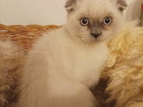 Chatons Scottish Fold et Straight à vendre