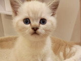 Chatons Scottish Fold et Straight à vendre
