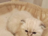 Chatons Scottish Fold et Straight à vendre