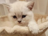Chatons Scottish Fold et Straight à vendre