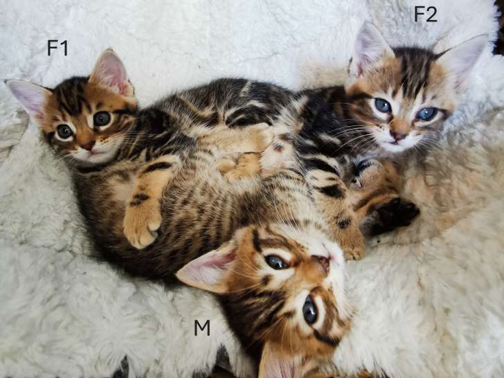 Chatons croisés Bengal à vendre