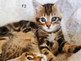 Chatons croisés Bengal à vendre