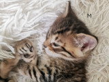 Chatons croisés Bengal à vendre