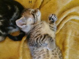 Chatons croisés Bengal à vendre