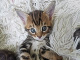 Chatons croisés Bengal à vendre