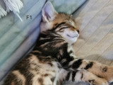 Chatons croisés Bengal à vendre