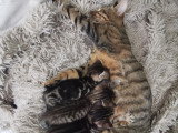 Chatons croisés Bengal à vendre