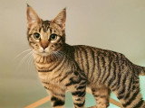 Chatons croisés Bengal à vendre