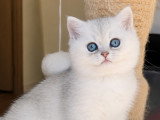 Chatonne croisée British Shorthair et Persan chinchilla à vendre