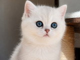 Chatonne croisée British Shorthair et Persan chinchilla à vendre