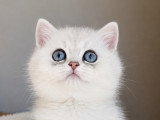 Chatonne croisée British Shorthair et Persan chinchilla à vendre