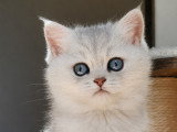 Chatonne croisée British Shorthair et Persan chinchilla à vendre