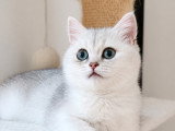 Chatonne croisée British Shorthair et Persan chinchilla à vendre