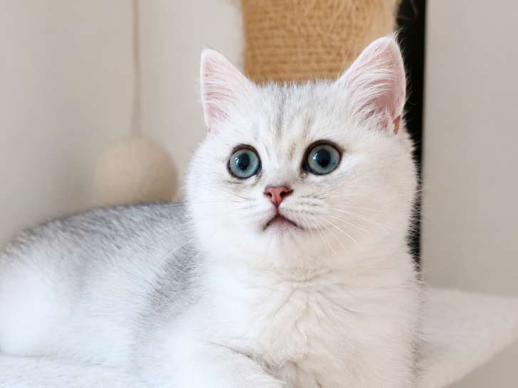 Chatonne croisée British Shorthair et Persan chinchilla à vendre