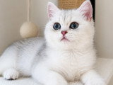 Chatonne croisée British Shorthair et Persan chinchilla à vendre