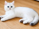 Chatonne croisée British Shorthair et Persan chinchilla à vendre
