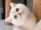 Chatonne croisée British Shorthair et Persan chinchilla à vendre
